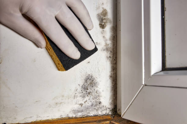 Best Commercial Mold Inspection  in USA